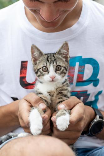 a man holding a kitten in his hands at Loefflerhof in Monguelfo