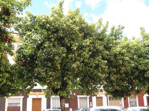 a large orange tree in front of a building at Apartamento en Triana in Seville