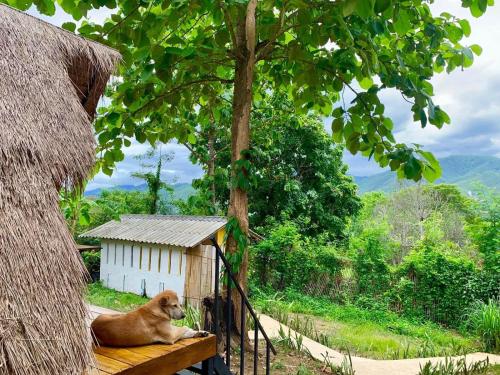 a dog laying on a bench next to a tree at Pai Yard Guest House in Pai