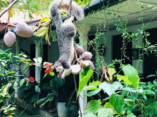 a stuffed squirrel hanging from a tree at Bangalawa Resort in Habarana
