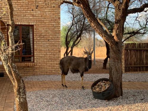 a goat standing next to a tree next to a building at Makhato Bush Lodge 111 in Bela-Bela