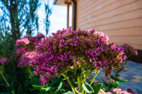 a bunch of purple flowers in front of a building at Chayka Resort in Odesa