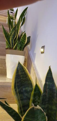 a plant in a white pot sitting next to a wall at B&B Le Torri in Santeramo in Colle