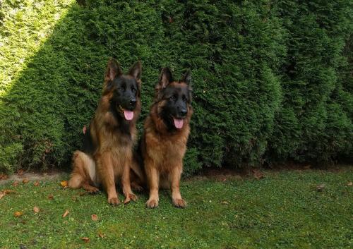 two dogs sitting in front of a bush at RowerowyFun in Nowy Sącz