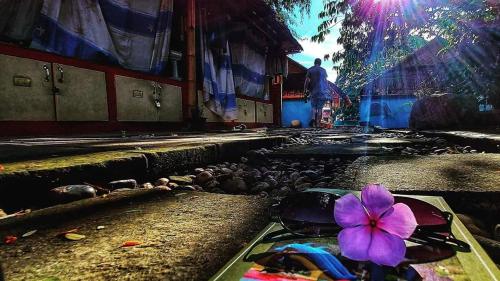 a purple flower sitting on top of a table at Mapping Hostel in Chiang Mai