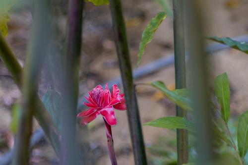 a pink flower on a plant with green leaves at Entre Bosques Tayrona in Los Naranjos