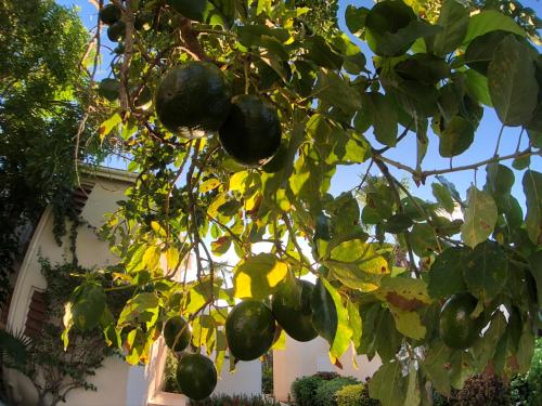 a bunch of green peppers hanging from a tree at Dickenson Bay Oasis at Antigua Village in Saint Johnʼs