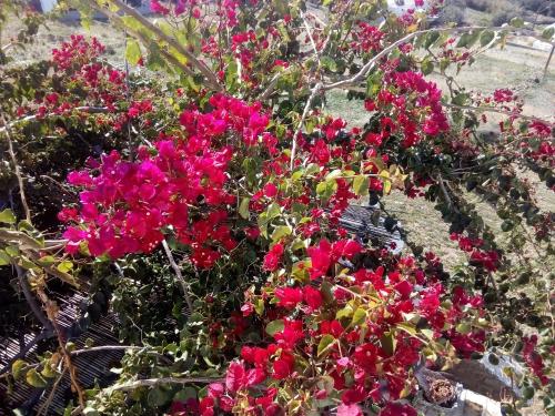 a bunch of pink flowers in a garden at Cycladic House in Vari