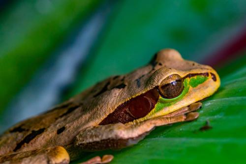 a frog sitting on top of a green leaf at Tifakara Boutique Hotel & Birding Oasis in Fortuna