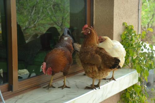 a group of chickens standing on a window sill at Ferme D"Hote Lala Fatima in Aïn Leuh