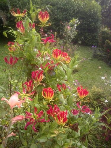 a group of red flowers in a garden at Villa San Antonio - El Valle de Anton in El Valle