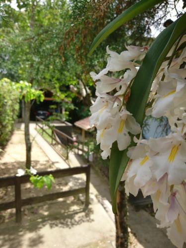 a bunch of white flowers on a tree at Casa do Artista in Lumiar