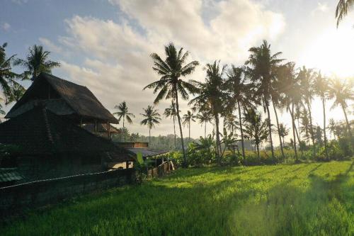 a hut in a field with palm trees at Pondok Diana in Jasri