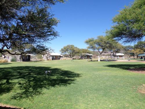 a dog standing in the middle of a grass field at Out Of Nature Country Lodge in Windhoek