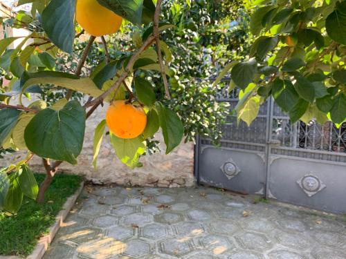 an orange tree with a bunch of oranges hanging from it at Hotel 1887 in Kutaisi