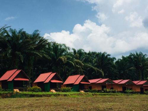 a row of houses with red roofs in a field at Khao Sok Evergreen House in Khao Sok National Park