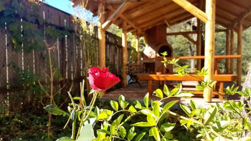 ブランにあるCasa Dorinaの玄関前の茂みの赤いバラ