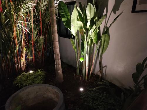 a group of plants in a garden at night at Hotel De Sripoom in Chiang Mai