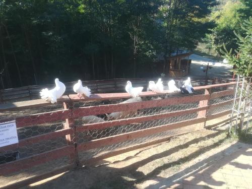 eine Gruppe von weißen Vögeln, die auf einem Zaun sitzen in der Unterkunft Etno selo "Vile Jefimija" in Vranje