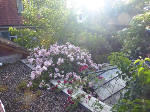 a garden with pink and white flowers in front of a house at Pension Zur Rose in Weil am Rhein