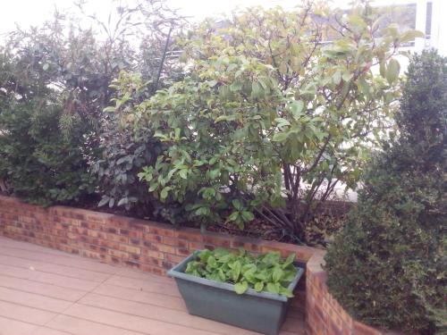a pot of green vegetables sitting on a brick wall at Chambres d'hôtes Issy-Paris in Issy-les-Moulineaux