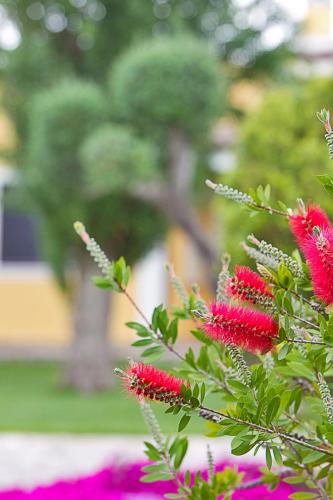 a bunch of red flowers on a tree with pink flowers at B&B QuattroStelle in Cavallino di Lecce