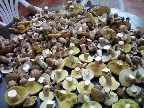 a bunch of mushrooms on top of a table at Gite de L'Hirondelle in Mareuil-en-Brie