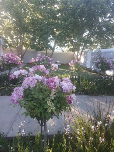 a bunch of pink flowers in a garden at The Fancy Cactus in Colesberg