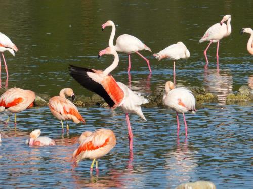 a flock of flamingos standing in the water at Au Cœur des Remparts in Aigues-Mortes