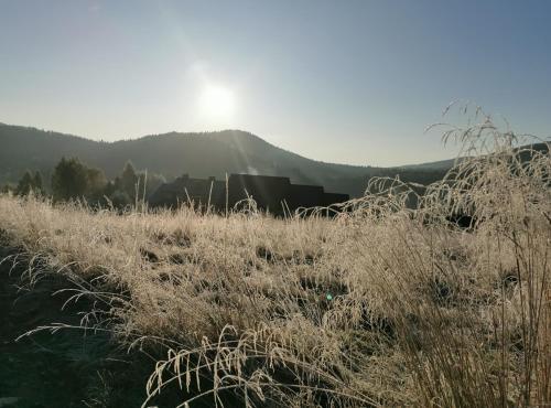 a field of tall grass with the sun in the background at Jeleni Skok in Cisna