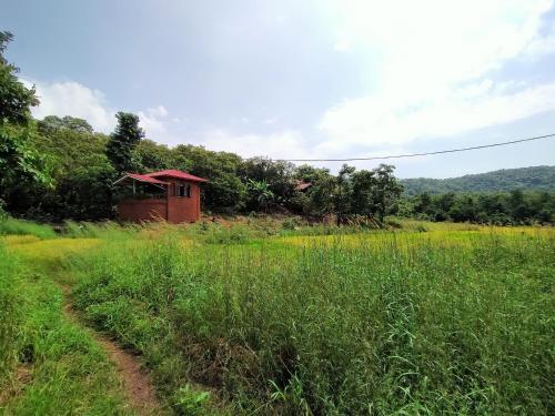 a field of grass with a smallshed in the background at Porsu in Canacona