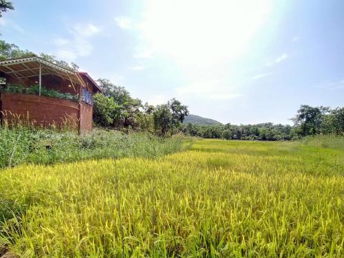 an old barn in a field of tall grass at Porsu in Canacona