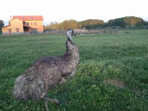 a bird walking in the grass in a field at Los Reales in Carrizo de la Ribera