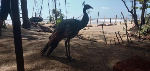 a bird standing on the sand near the beach at OmBodhi Retreat in Kumta
