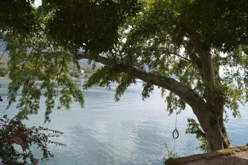 a tree with a swing hanging from it next to the water at Reggae Guest House in Tuk Tuk