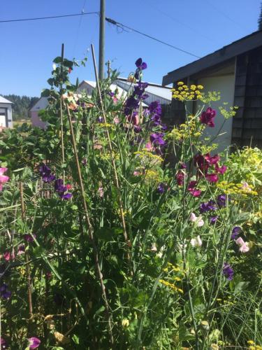a garden full of flowers in front of a house at Estuary House Reflexology B&B in Courtenay