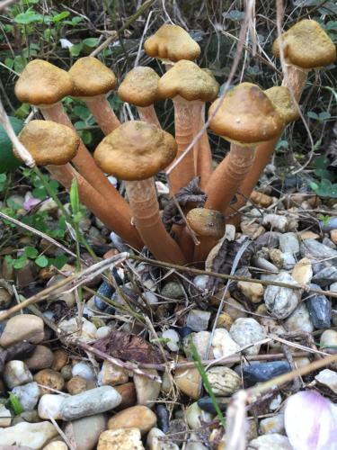 a group of mushrooms on a pile of rocks at Oca Carolina in Buttigliera Alta