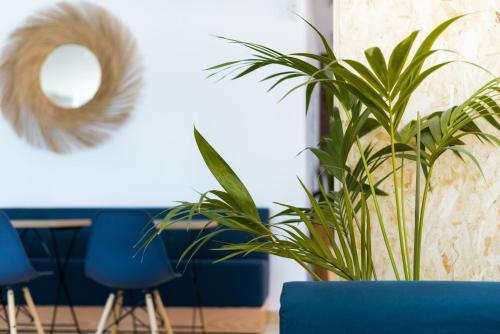a potted plant in a room with blue chairs at TAKE SURF Hostel Conil in Conil de la Frontera