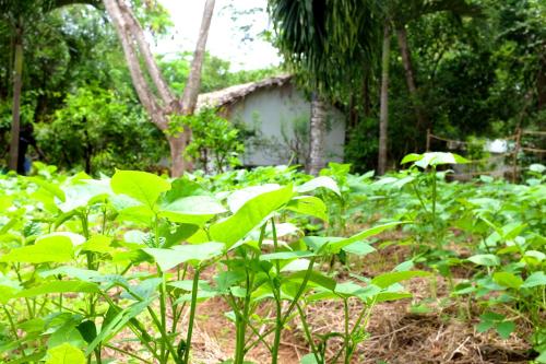 a field of green plants with a house in the background at Salty's Kitesurf Village in Kilifi