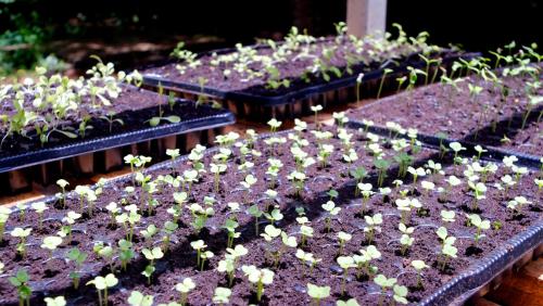 a row of purple plants with white flowers at Salty's Kitesurf Village in Kilifi