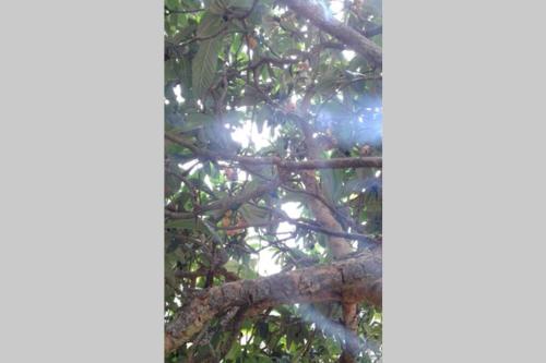 a bird is sitting on a tree branch at Palheirinho in Zimbreira
