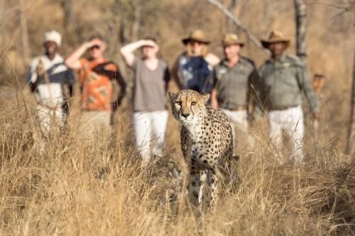 a group of people watching a cheetah in a field at Karongwe - Kuname Safari Lodge in Hoedspruit