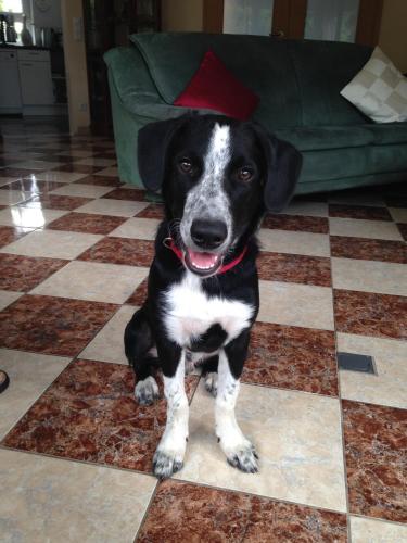 a black and white dog sitting on a tile floor at Loreley bed and breakfast in Bornich