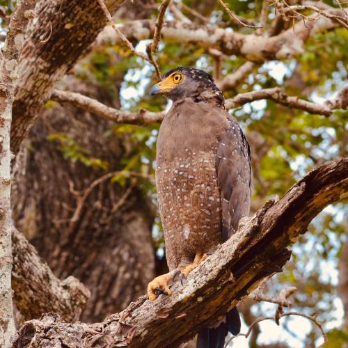 a bird is sitting on a tree branch at Wind Blend Kite Resort in Kalpitiya