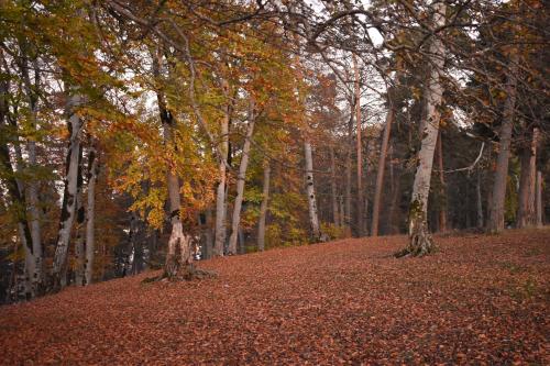Fotografie z fotogalerie ubytování Bakuriani Park Residence Apartment #3 v destinaci Bakuriani