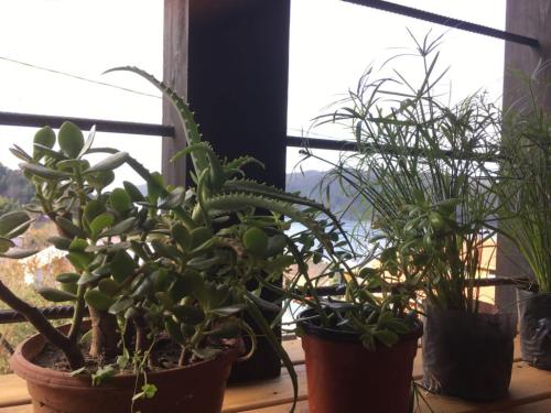 a group of potted plants sitting on a window sill at Valdivia, Cabañas camino a Niebla in Valdivia