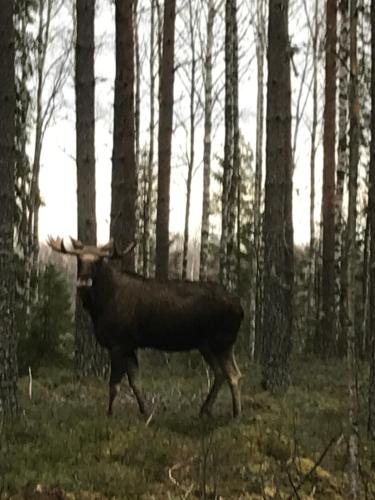 a deer walking through a forest with trees at Ängsliden in Charlottenberg