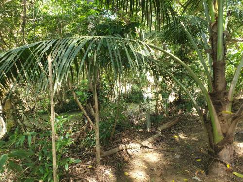 Taman di luar Jungle House