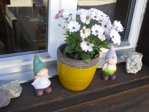 a vase filled with white flowers sitting next to a window at Lehmann's Herberge Hostel in Grindelwald