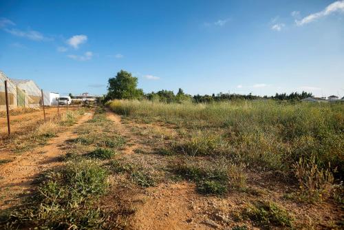 a dirt road in the middle of a field at Imasaru in Roche
